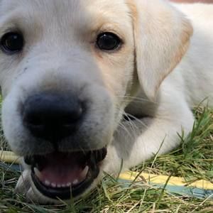 Meet your Posher, Anika